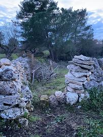 Terreno seminativo arboreo zona Boara Mottola (TA)