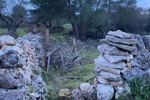 Terreno seminativo arboreo zona Boara Mottola (TA)