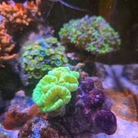 coralli acquario marino 