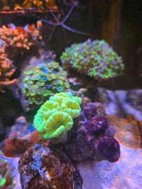 coralli acquario marino 