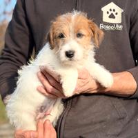 Cuccioli di Jack Russell