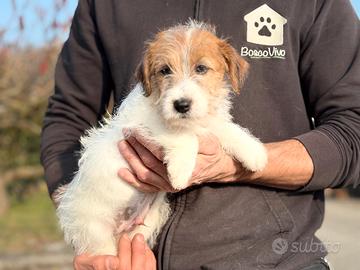 Cuccioli di Jack Russell