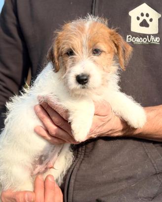 Cuccioli di Jack Russell