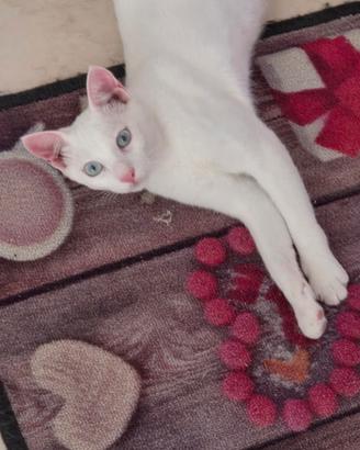Khao manee cuccioli