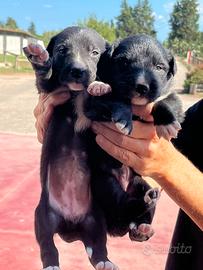Cani meticci