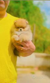 Mini Pomerania alta selezione con PEDIGREE