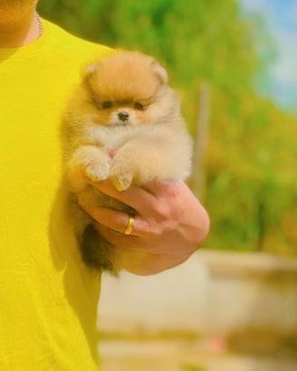 Mini Pomerania alta selezione con PEDIGREE