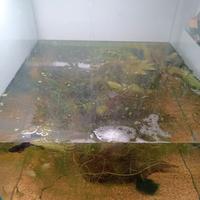 Ceratophillum e muschio di singapore grandi quanti