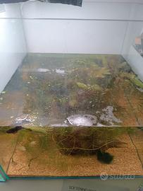 Ceratophillum e muschio di singapore grandi quanti