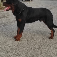 Rottweiler