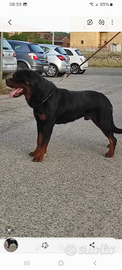 Rottweiler