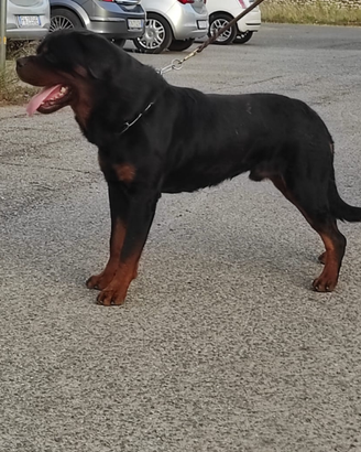 Rottweiler