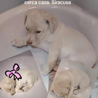 Simil Labrador