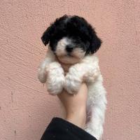 Maltipoo particolor