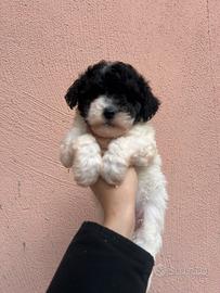 Maltipoo particolor