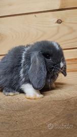 cuccioli di coniglio 