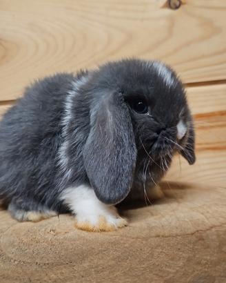cuccioli di coniglio 