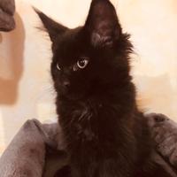 Femmina Maine Coon Nera