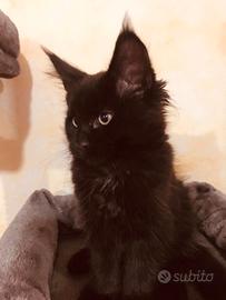 Femmina Maine Coon Nera