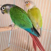 Conuri guance verdi coppia