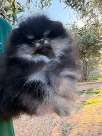 Spitz volpino dí Pomerania