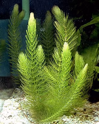 piante per laghetto e acquario