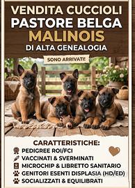 Pastore belga malinois