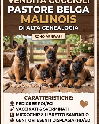 Pastore belga malinois