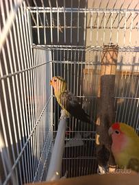 Giovane inseparabile