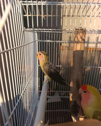 Giovane inseparabile