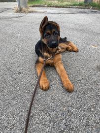 Cucciolo pastore tedesco