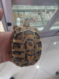 Tartaruga hermann