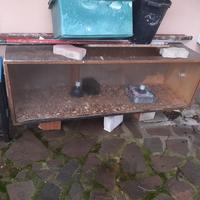 teca rettili