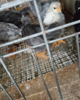 Animali da cortile