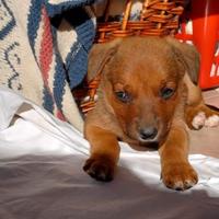 Cuccioli taglia media, media contenuta per serie a