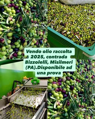 OLIO RACCOLTA 2025