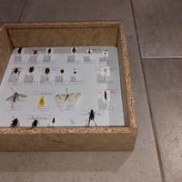 Scatola entomologica 20 insetti