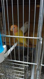 inseparabili 
