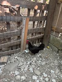 Gallina Olandese nera a cresta di corona