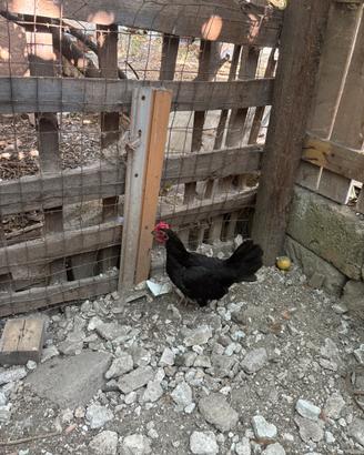Gallina Olandese nera a cresta di corona