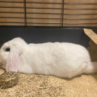 Coniglio Ariete + Set Completo