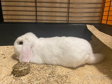 Coniglio Ariete + Set Completo