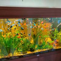 Acquario Juwel 125 con piante ed accessori