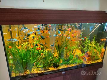 Acquario Juwel 125 con piante ed accessori