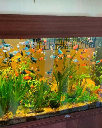 Acquario Juwel 125 con piante ed accessori