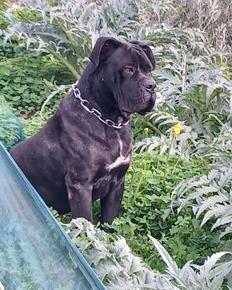 Cane corso