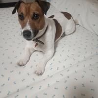 Jack Russell per monte