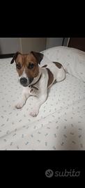 Jack Russell per monte