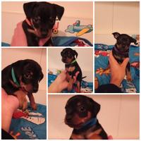 Pinscher nano nero focato