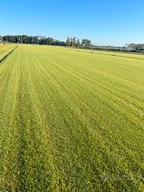 Prato pronto miscuglio e dicondra